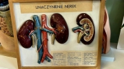  Praktyczna lekcja biologii w klasie 2a